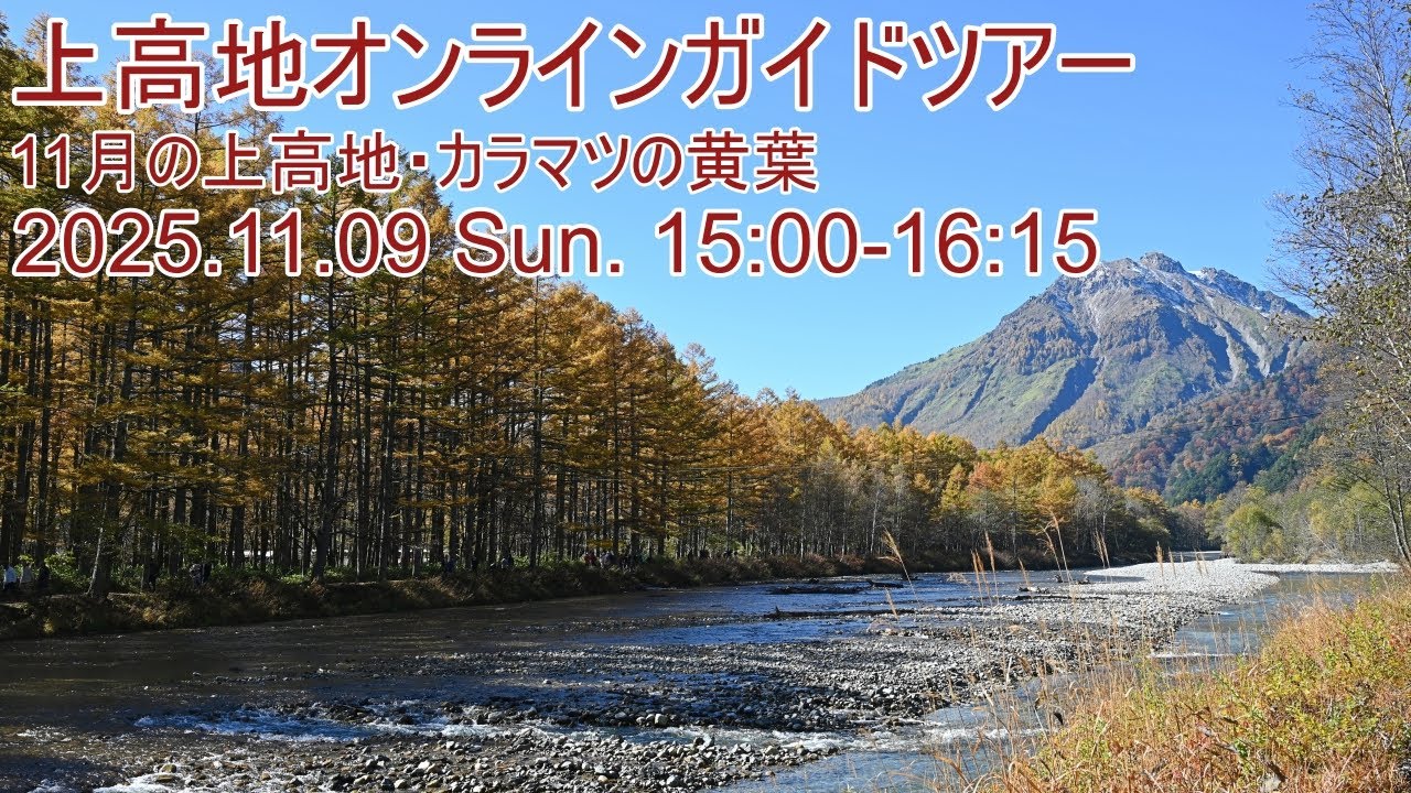 上高地オンラインガイドツアー2025.11.09 カラマツの黄葉[大正池エリア]