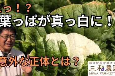 白菜の葉が真っ白に!? ペンキを塗ったような謎の症状の正体とは？（2025.11.8）