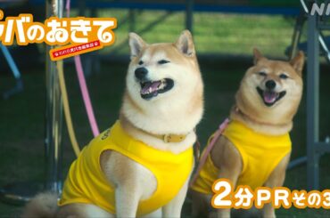 【ドラマ10 シバのおきて】物語は後半戦！2分でみどころをPRだワン！大東駿介 飯豊まりえ | NHK