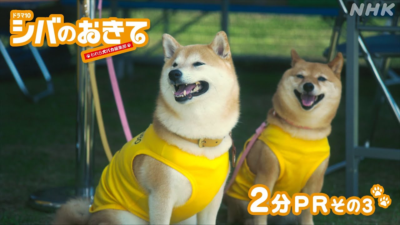 【ドラマ10 シバのおきて】物語は後半戦!2分でみどころをPRだワン!大東駿介 飯豊まりえ | NHK 【ドラマ10 シバのおきて】物語は後半戦!2分でみどころをPRだワン!大東駿介 飯豊まりえ | NHK