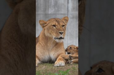 【のんほいパーク】シッポに夢中！🦁💛ライオンの子どもたち😼😾😽 Tail Time! 🦁💛#shorts  #lion #baby