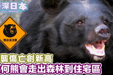 【最深日本】熊為何會走到住宅區｜日本史上最嚴重熊害嚴重問題全解析｜2025年已有13人因被熊襲擊而喪命 【浮世論】