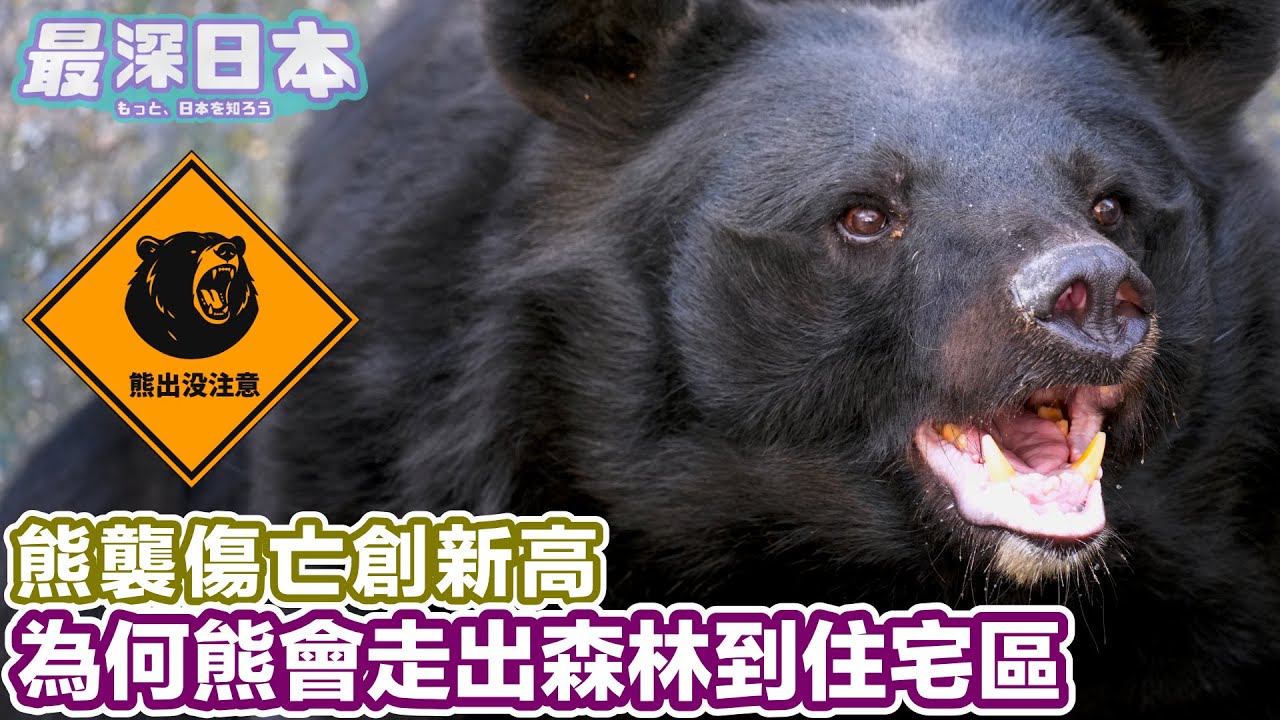 【最深日本】熊為何會走到住宅區|日本史上最嚴重熊害嚴重問題全解析|2025年已有13人因被熊襲擊而喪命 【浮世論】 【最深日本】熊為何會走到住宅區|日本史上最嚴重熊害嚴重問題全解析|2025年已有13人因被熊襲擊而喪命 【浮世論】