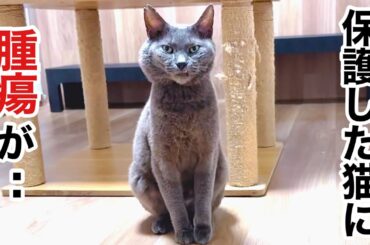 【保護猫の現実】新しい生活の矢先に見つかった病