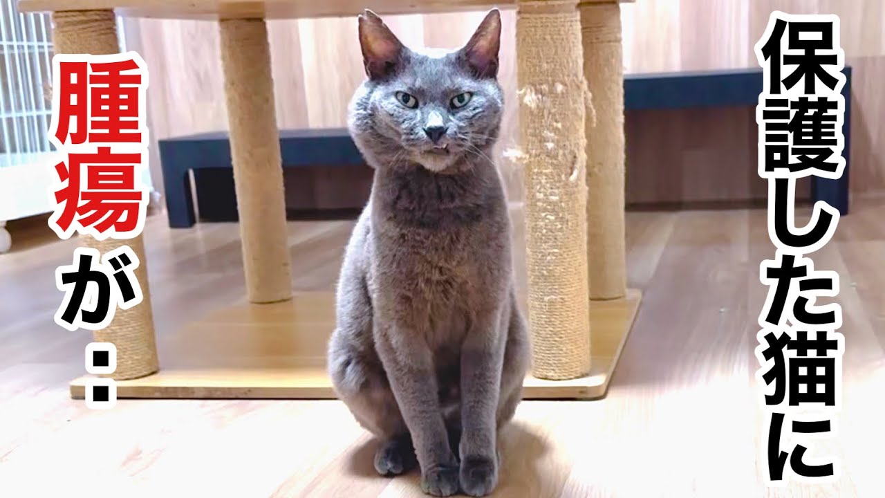 【保護猫の現実】新しい生活の矢先に見つかった病 【保護猫の現実】新しい生活の矢先に見つかった病