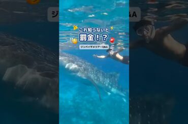 これ知らないと罰金⁉︎ジンベイザメツアーのよくある質問にお答え！ #セブ #旅行 #セブ島 #セブ旅行 #海外旅行 #ジンベイザメ