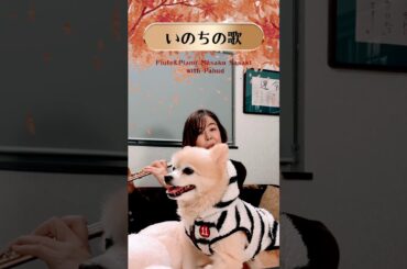 いのちの歌　　          　#Music Salon M #いのちの歌 #竹内まりや  #ピアノ #フルート #ポメラニアン #演奏してみた #癒やしの音楽 #Shorts #メッセージソング