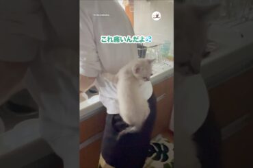 食への執着凄すぎる子猫｜PECO