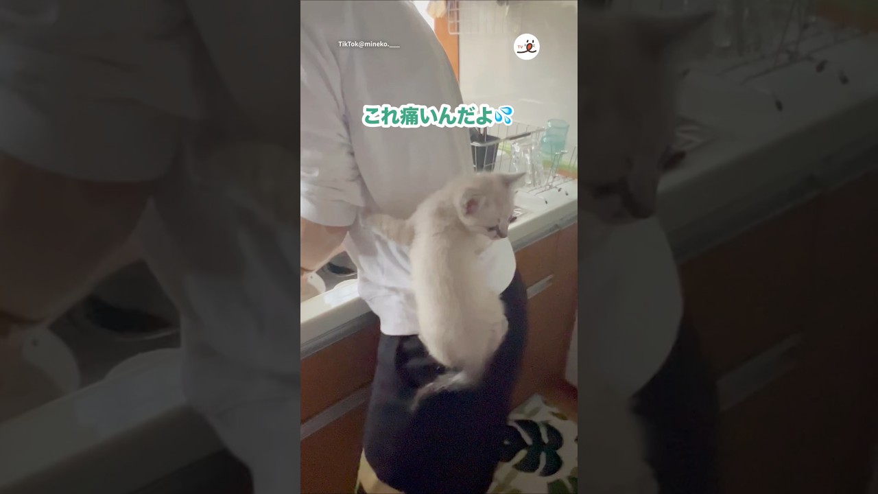 食への執着凄すぎる子猫|PECO 食への執着凄すぎる子猫|PECO