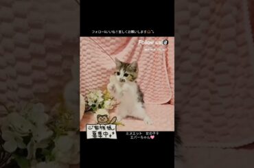 おっとり甘えん坊な小柄女子🐾ご家族募集中