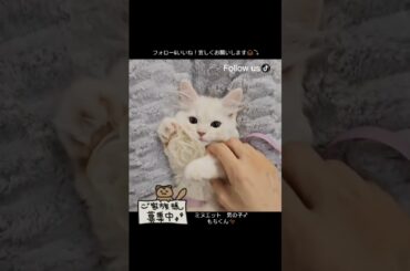 ふわふわごろごろ🎵 甘えん坊でやさしいミヌエット男子💛ご家族募集中