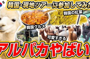 【韓国旅行・現地ツアー】モフモフのアルパカが可愛すぎ!! 韓国グルメと紅葉まで楽しめる1日ツアーに参加してきた！