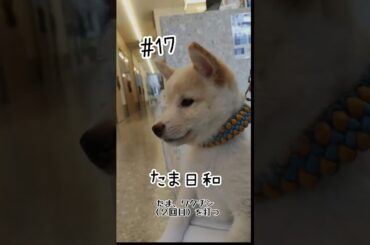 【クリーム豆柴】#17｜たま、2回目のワクチン接種へ🐶💉✨ #たま日和