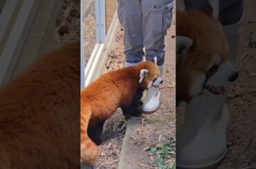 かまってちゃん発動の優香ちゃんvsお客さん応対中の飼育員さんw #shorts #レッサーパンダ #redpanda #癒し #cute
