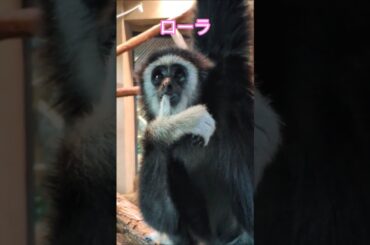 毎日かわいいローラちゃん【シロテテナガザル】#shorts