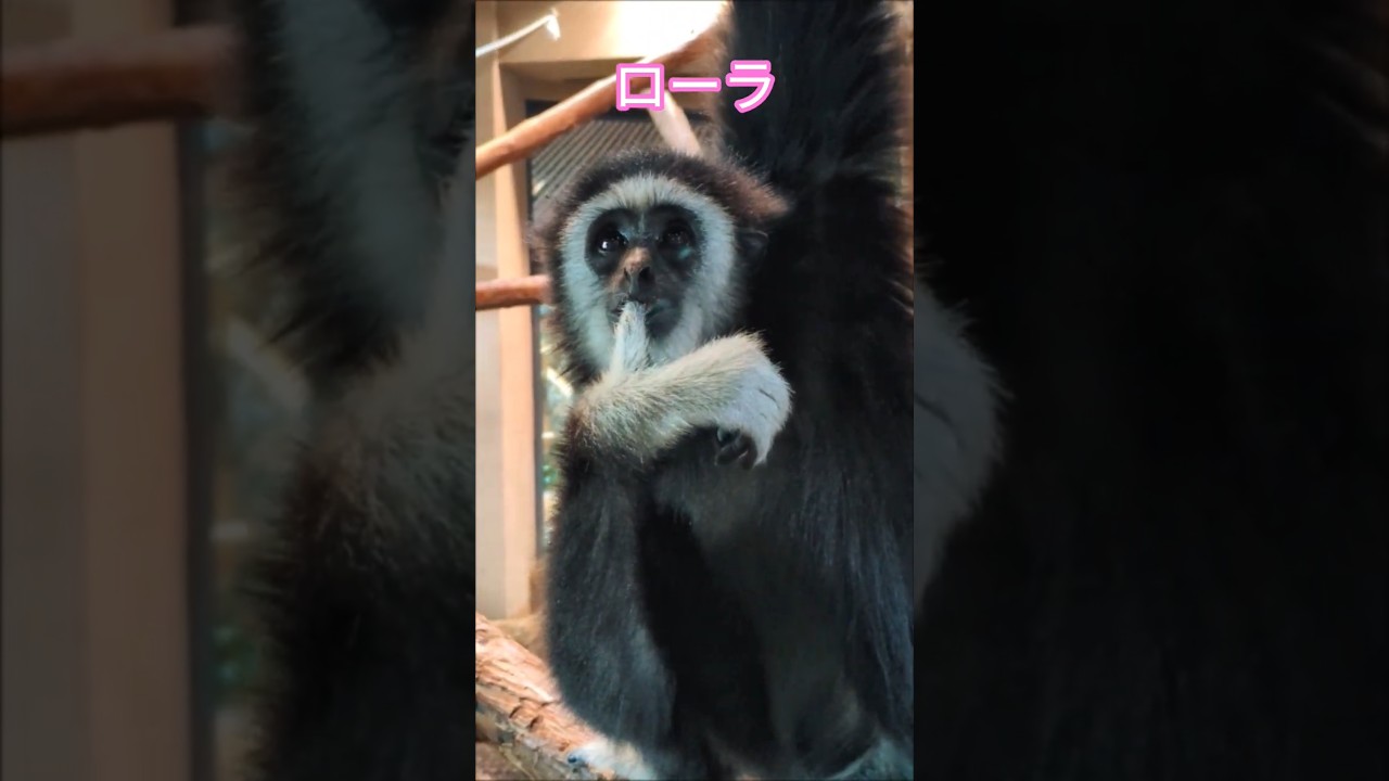 毎日かわいいローラちゃん【シロテテナガザル】#shorts 毎日かわいいローラちゃん【シロテテナガザル】#shorts