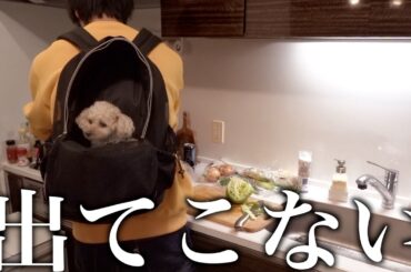 甘えん坊トイプードルに新しいバッグをプレゼントしたら…