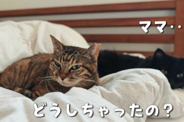 寝込んでしまったママから離れない猫が健気すぎた