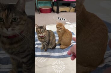 チャイさんの暮らし91。#保護猫