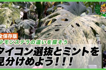 【モンステラの見分け方完全版】タイコンステレーション選抜とミントそれぞれの違いをこの動画で見極められるようにしたいです