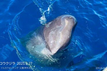 MD用小笠原 外洋 マッコウクジラ