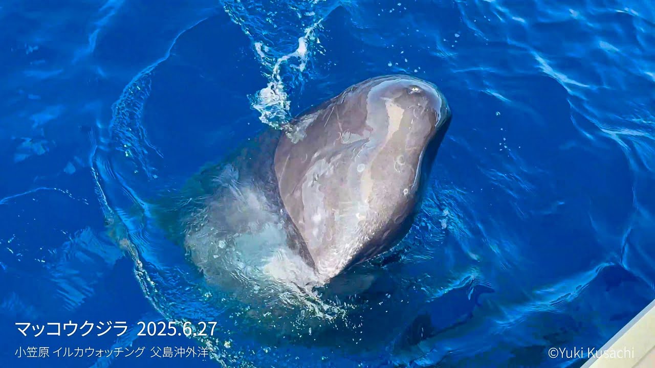 MD用小笠原 外洋 マッコウクジラ MD用小笠原 外洋 マッコウクジラ