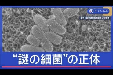 薬が効かない？　謎の細菌　正体は【スーパーJチャンネル】(2025年11月27日)