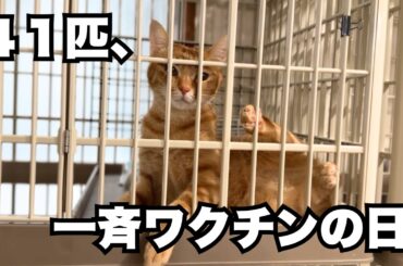 保護猫41匹のワクチン接種記録！