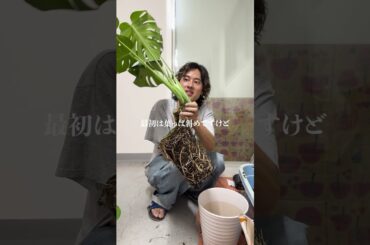 モンステラを立たせる方法🪴#観葉植物 #高橋園芸 #モンステラ
