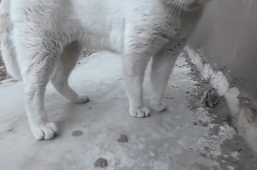 【悲報】デブ猫、クマと間違われるｗｗｗｗｗｗｗｗｗｗｗ