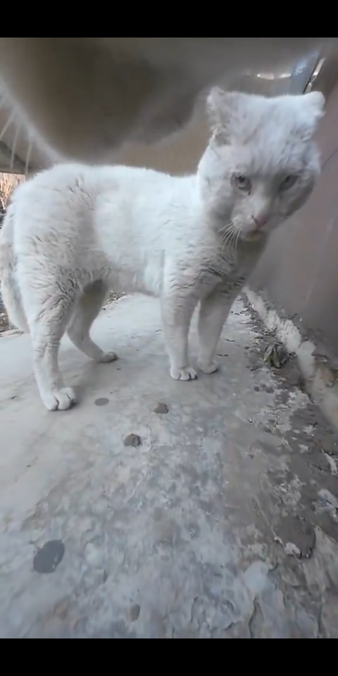 【悲報】デブ猫、クマと間違われるwwwwwwwwwww 【悲報】デブ猫、クマと間違われるwwwwwwwwwww