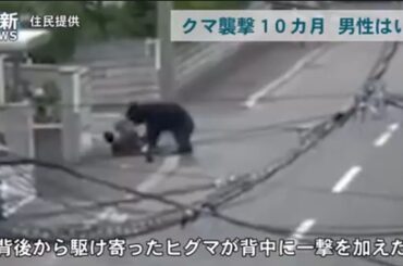 【動画】クマさん、一撃で肋骨6本を折る