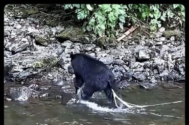 【動画】クマサン、生魚食いすぎてケツから寄生虫🪱垂れ流しwwwwwwwwwwwwwwwwwww