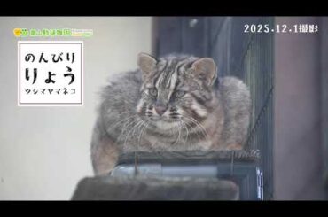【東山動植物園公式】休園日のりょう《 ツシマヤマネコ 》