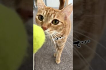 チャイさんの暮らし124。