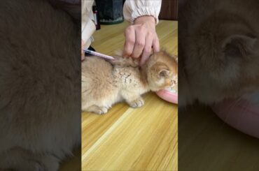 子猫のワクチン接種
