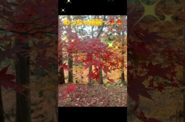 紅葉綺麗すぎる〜✨🍁 #紅葉 #倉木麻衣 #平成の名曲 #名探偵コナン #平成 #平成の宝石箱 #倉木麻衣ちゃん