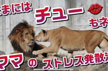 たまにはチュー💋もネ【ママのストレス発散法】 #のんほいパーク #シルク #三つ子 #ライオン #アース #旭山動物園 #桐生が岡動物園 #安佐動物園 #茶臼山動物園  #lion #キス #愛情