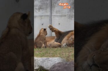 優しく我が子に触れるアース🦁のんほいパークライオン🌏#shorts  #lion #baby