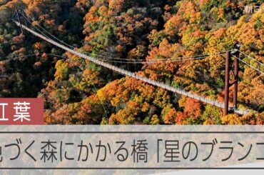 大阪府交野市の「星のブランコ」　紅葉の森にかかる巨大なつり橋　ドローンで撮影