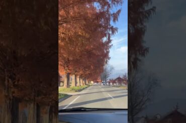 メタセコイヤ並木さん