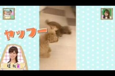 堤さんちのワンちゃんたちの巻(CV:堤アナご本人(あらま♪))