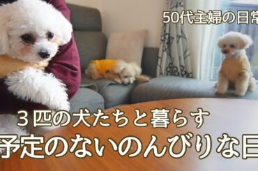 【50代主婦の日常】3匹の犬とのんびり過ごした日 / YouTube撮影の裏側公開 / 犬のいる暮らし / 暮しのvlog