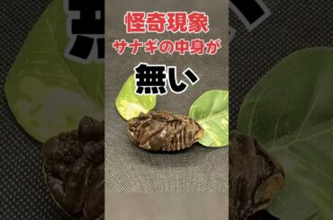 怪奇現象 サナギの中身が無い #クワガタ #カブトムシ #shorts