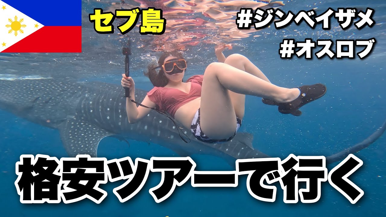 【トラブル発生】まさかの直前キャンセル。格安ツアーで急遽オスロブでジンベイザメと泳ぐことに… 【トラブル発生】まさかの直前キャンセル。格安ツアーで急遽オスロブでジンベイザメと泳ぐことに…