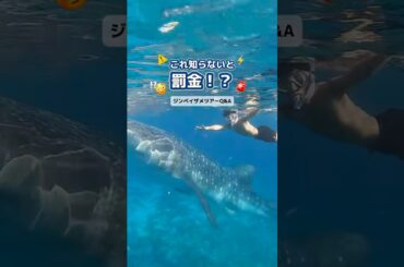 これ知らないと罰金！？セブ島ジンベイザメツアーの疑問にお答え🙋‍♀️ #セブ島 #フィリピン #セブ #海外旅行 #ジンベイザメ #シュノーケリング