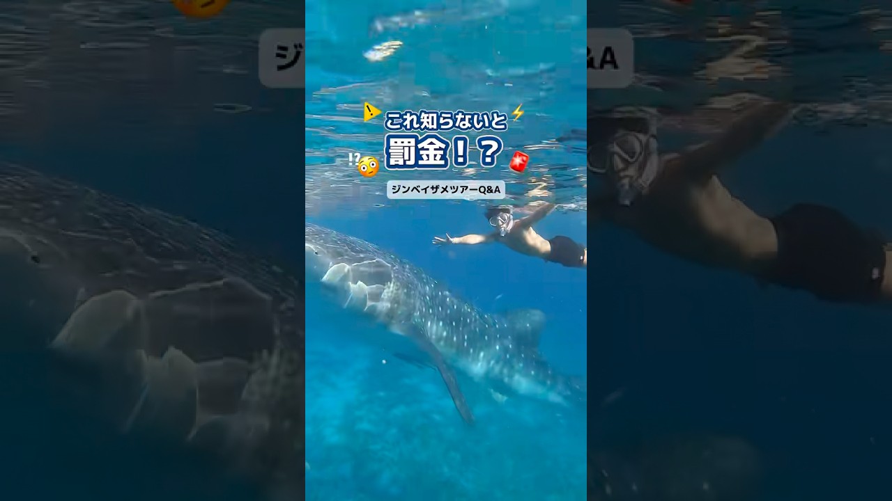 これ知らないと罰金!?セブ島ジンベイザメツアーの疑問にお答え🙋♀️ #セブ島 #フィリピン #セブ #海外旅行 #ジンベイザメ #シュノーケリング これ知らないと罰金!?セブ島ジンベイザメツアーの疑問にお答え🙋♀️ #セブ島 #フィリピン #セブ #海外旅行 #ジンベイザメ #シュノーケリング