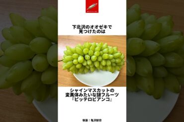 シャインマスカットの変異種が凄かった#マスカット