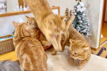 息子が飛ぶならパパも飛ぶのん！