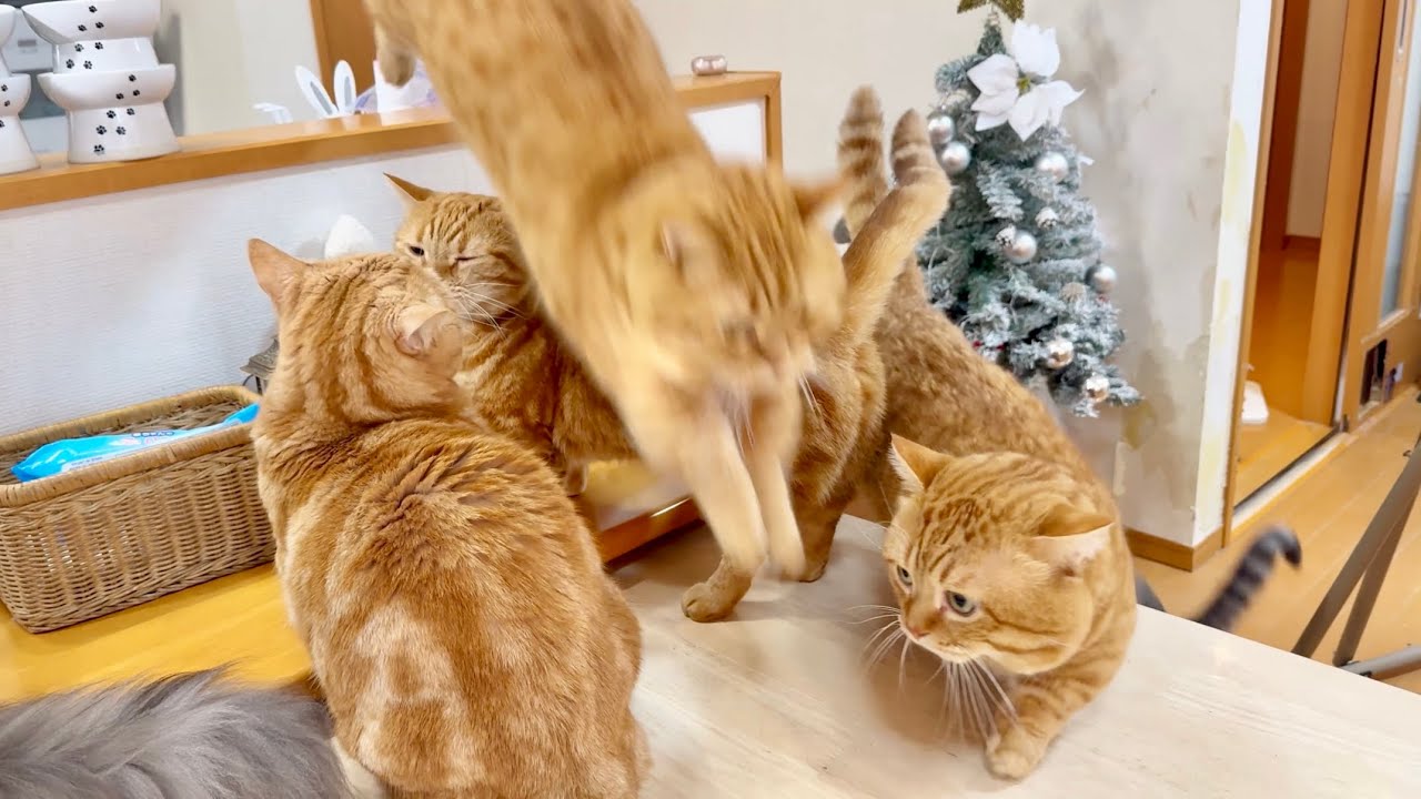 息子が飛ぶならパパも飛ぶのん! 息子が飛ぶならパパも飛ぶのん!